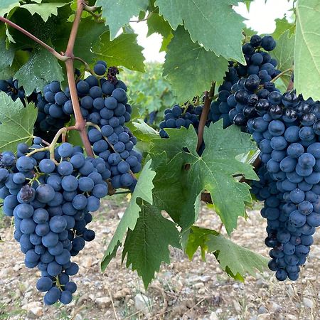 Tregole Daire Castellina in Chianti Dış mekan fotoğraf