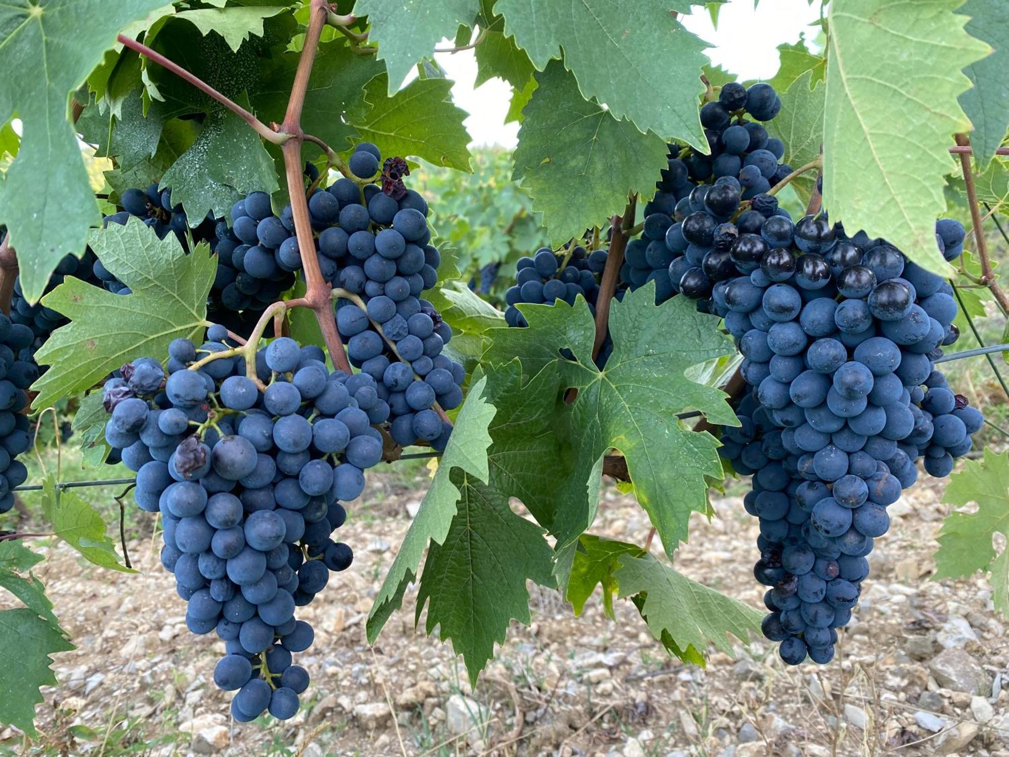 Tregole Daire Castellina in Chianti Dış mekan fotoğraf